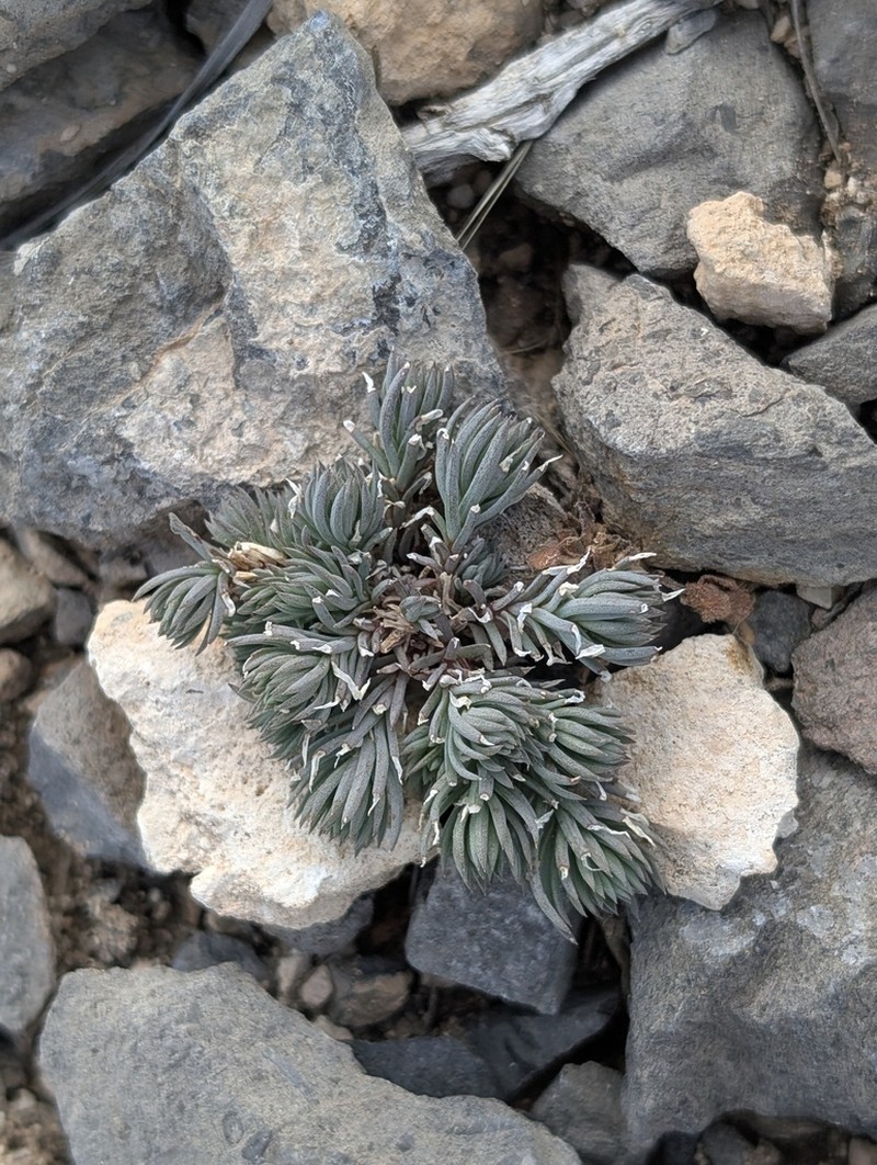 Dwarf Fameflower photo 7