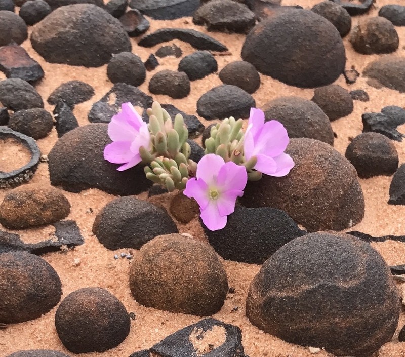 Pygmy Fameflower