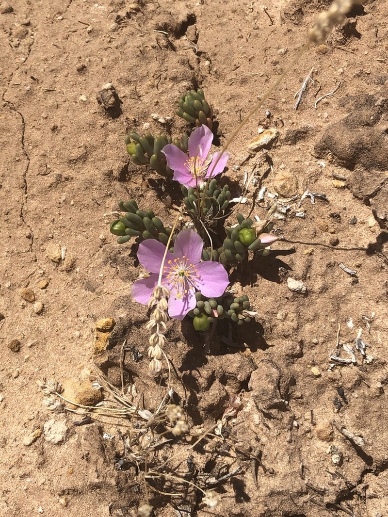Pygmy Fameflower photo 2