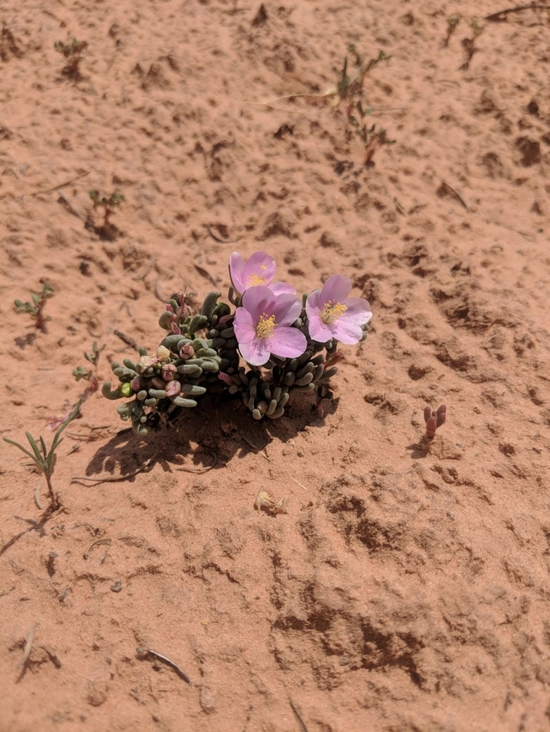 Pygmy Fameflower photo 3