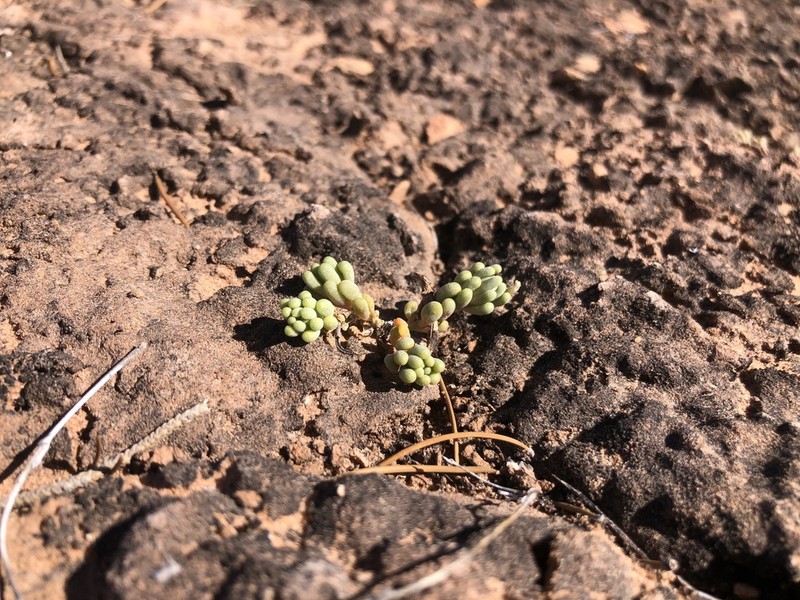 Pygmy Fameflower photo 4
