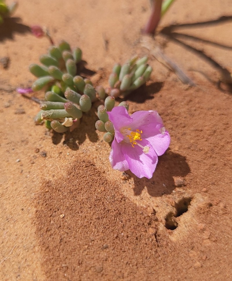 Pygmy Fameflower photo 5