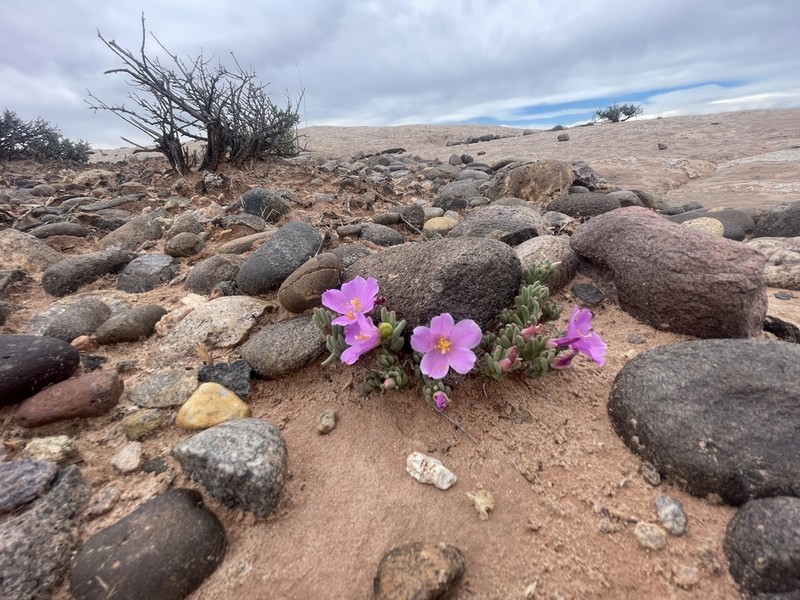 Pygmy Fameflower photo 6