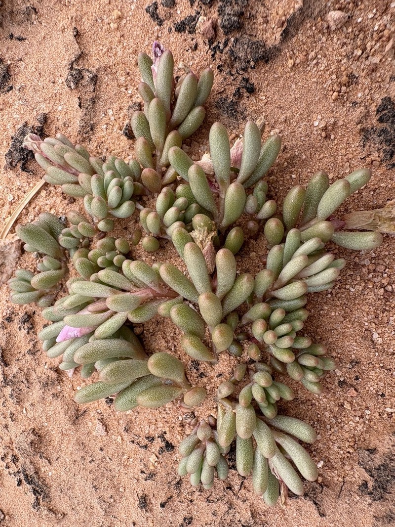 Pygmy Fameflower photo 7