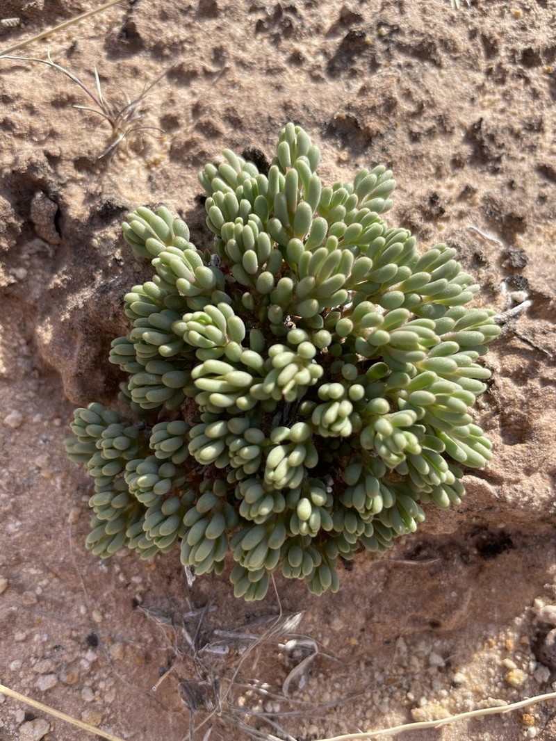 Pygmy Fameflower photo 8
