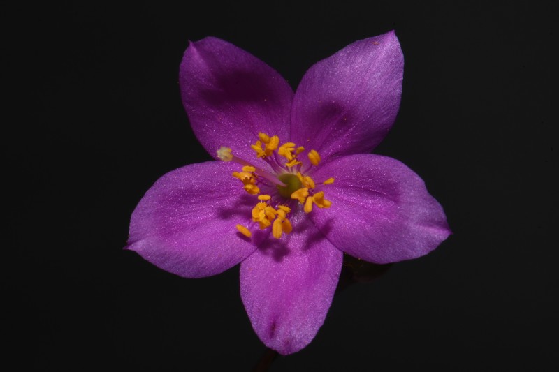 Limestone Fameflower photo 4