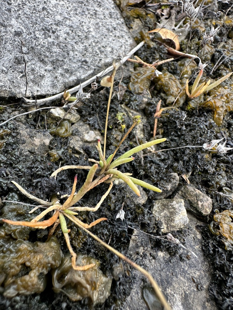 Limestone Fameflower photo 6