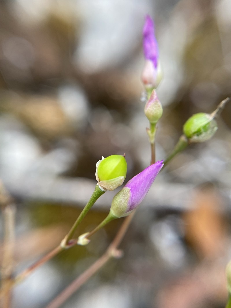 Limestone Fameflower photo 2