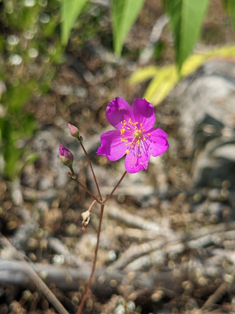 Limestone Fameflower photo 3