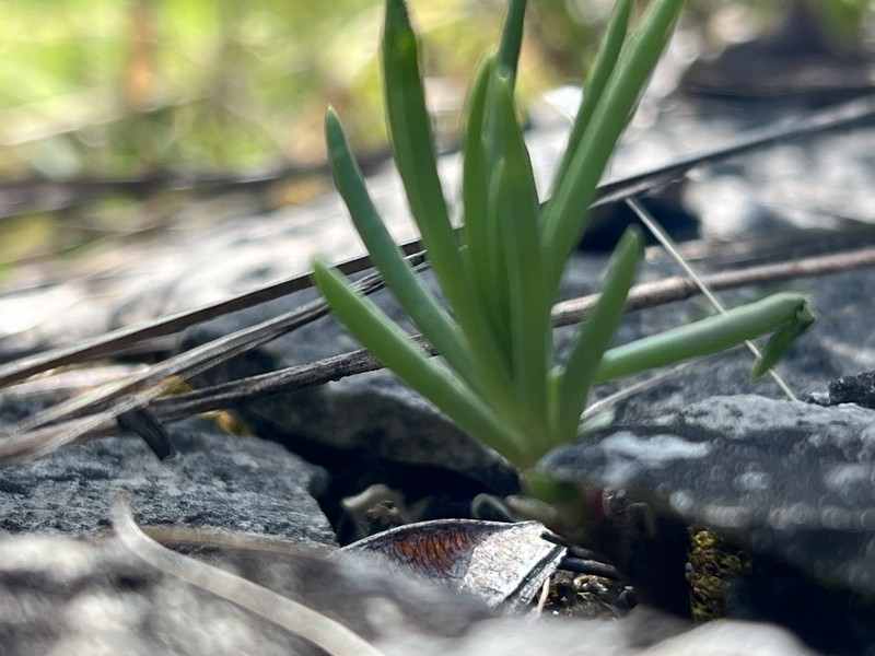 Limestone Fameflower photo 3