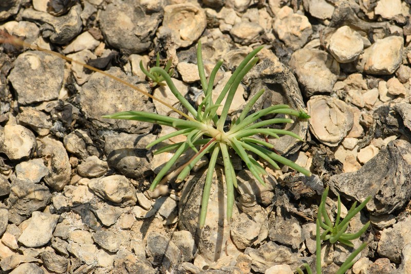 Limestone Fameflower photo 4