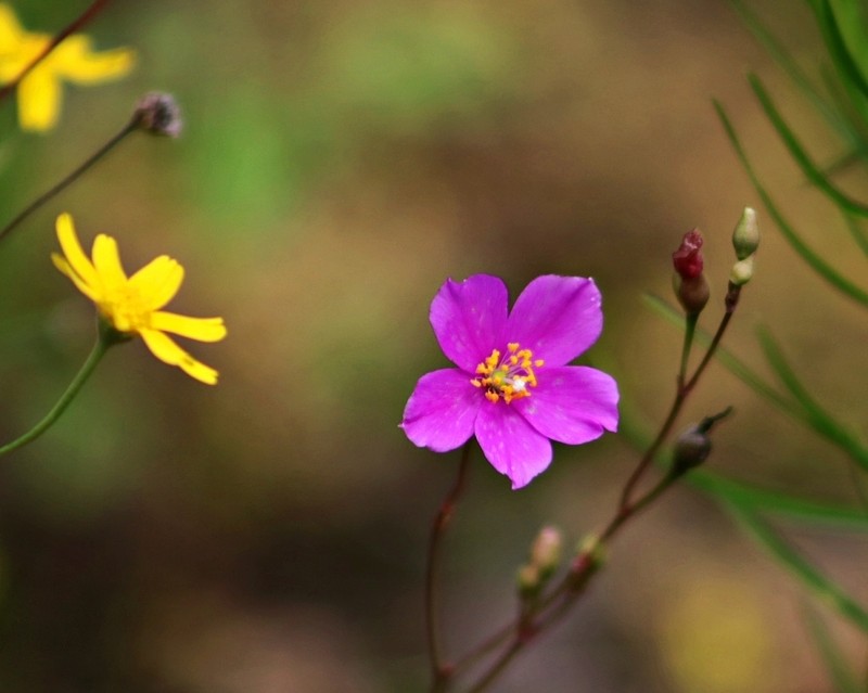 Limestone Fameflower photo 5
