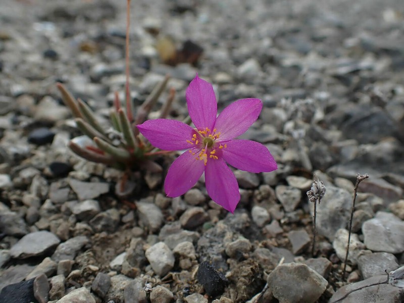 Limestone Fameflower photo 6