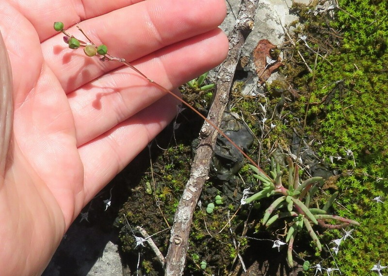 Limestone Fameflower photo 7