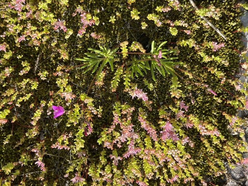 Limestone Fameflower photo 8