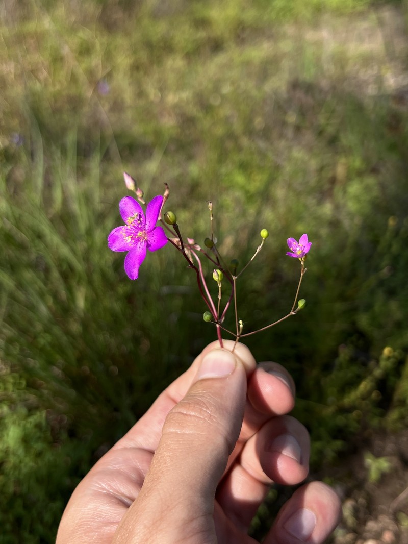 Largeflower Fameflower photo 4