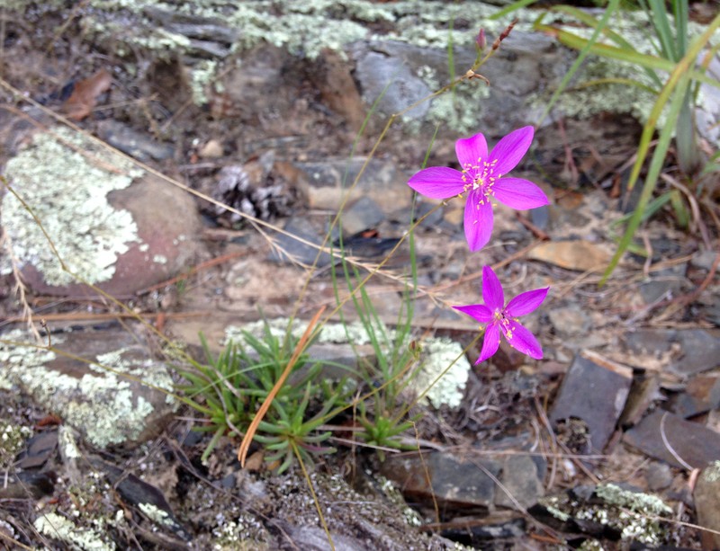 Largeflower Fameflower