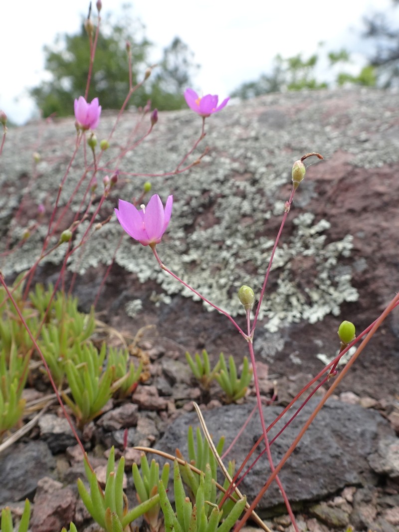 Largeflower Fameflower photo 5