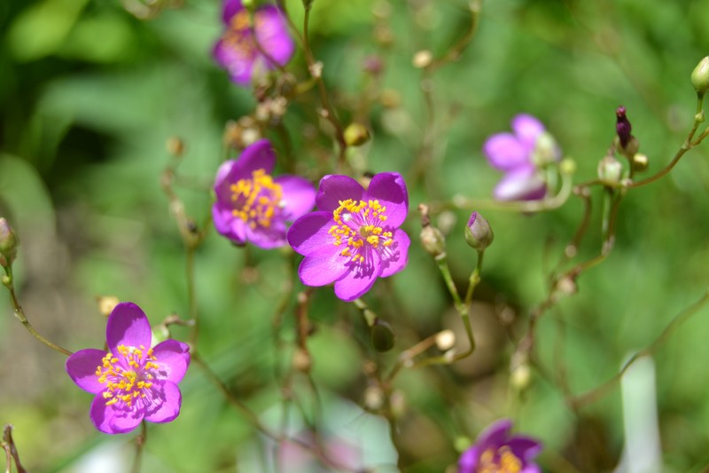 Largeflower Fameflower photo 7