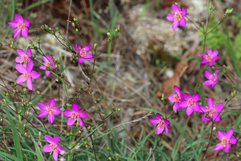 Largeflower Fameflower photo 3