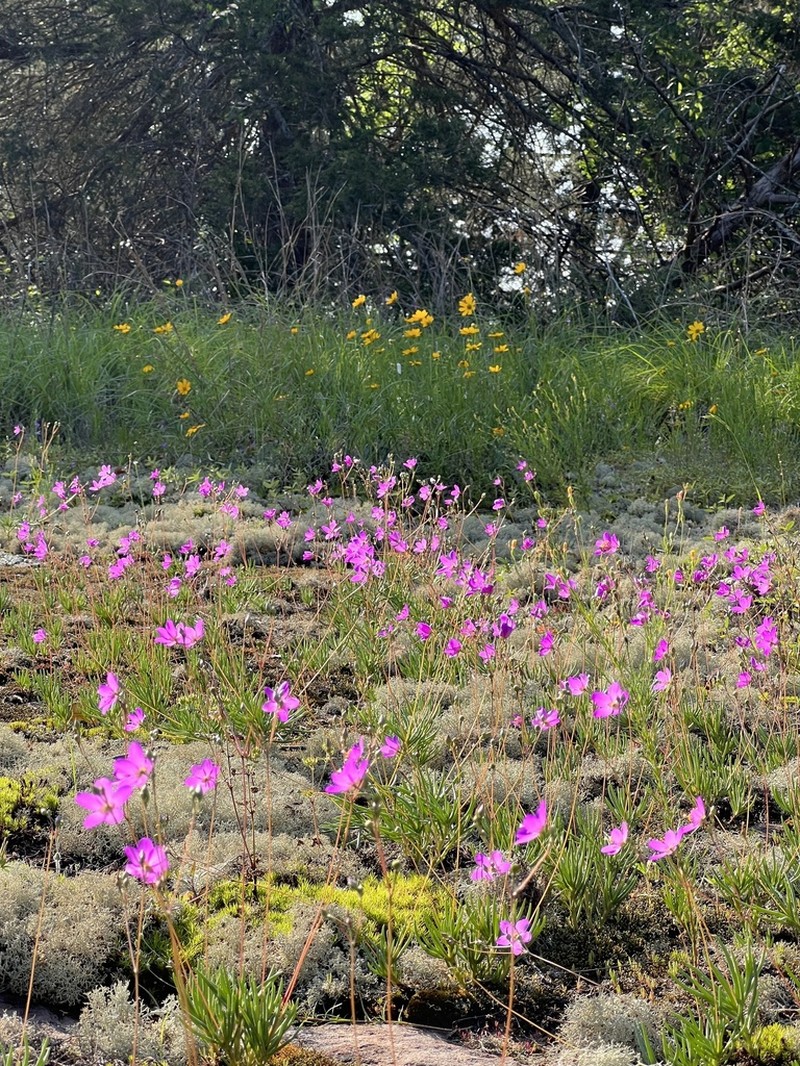 Largeflower Fameflower photo 6