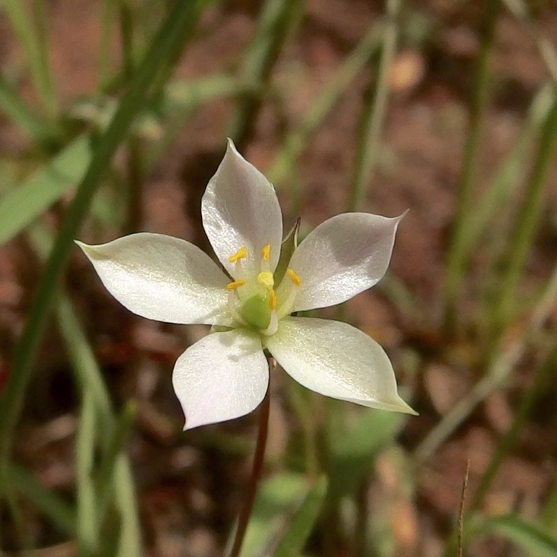 New Mexico Fameflower
