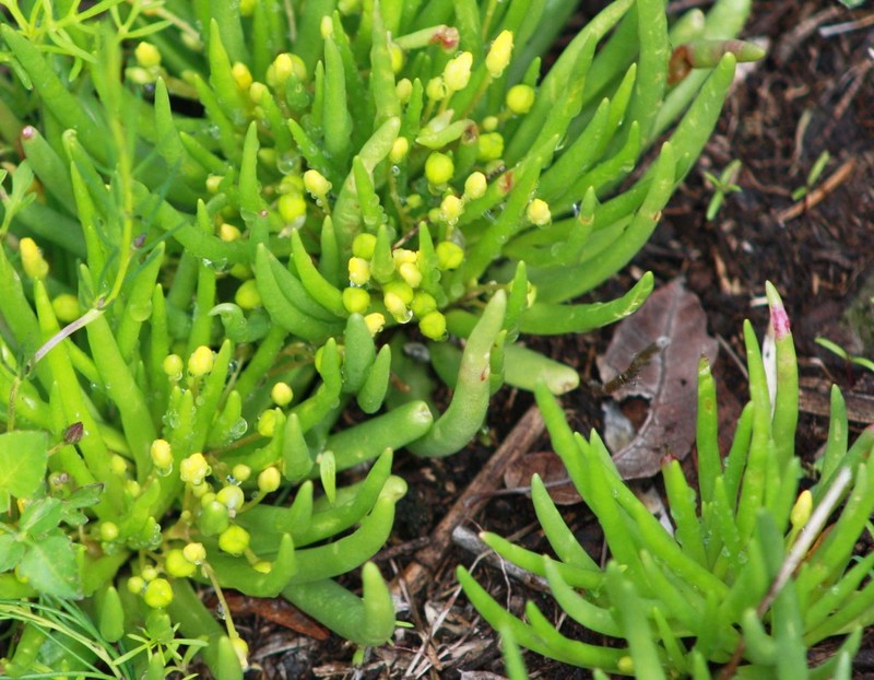 Phemeranthus greenmanii