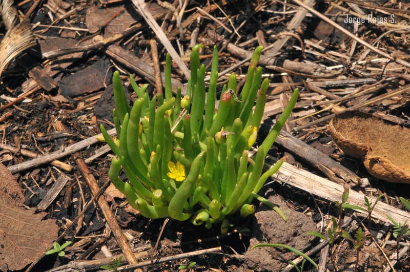 Phemeranthus greenmanii photo 3