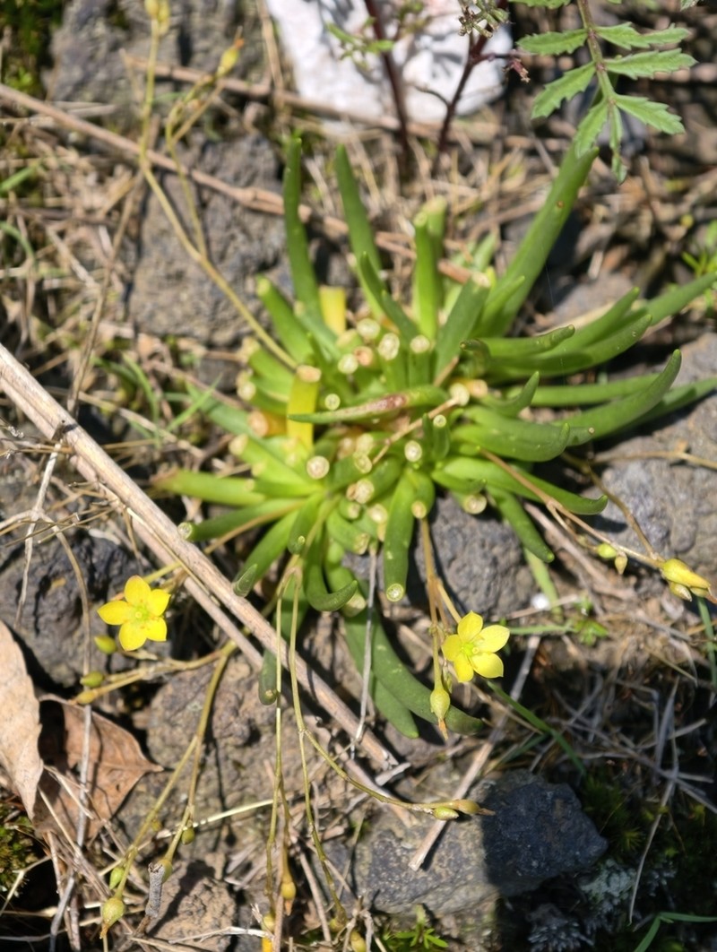 Phemeranthus greenmanii photo 6
