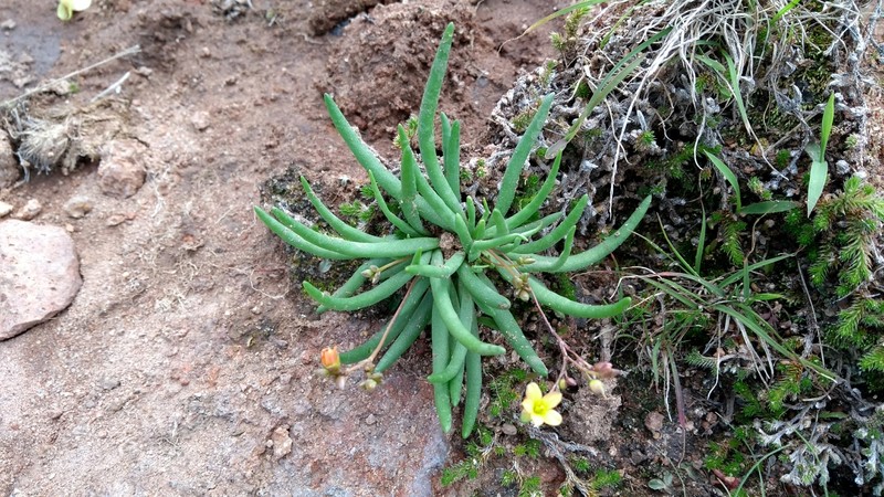 Phemeranthus greenmanii photo 8