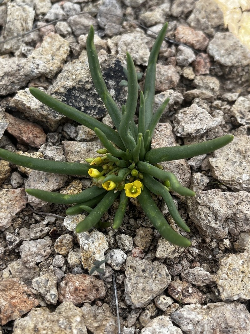 Pinos Altos Fameflower