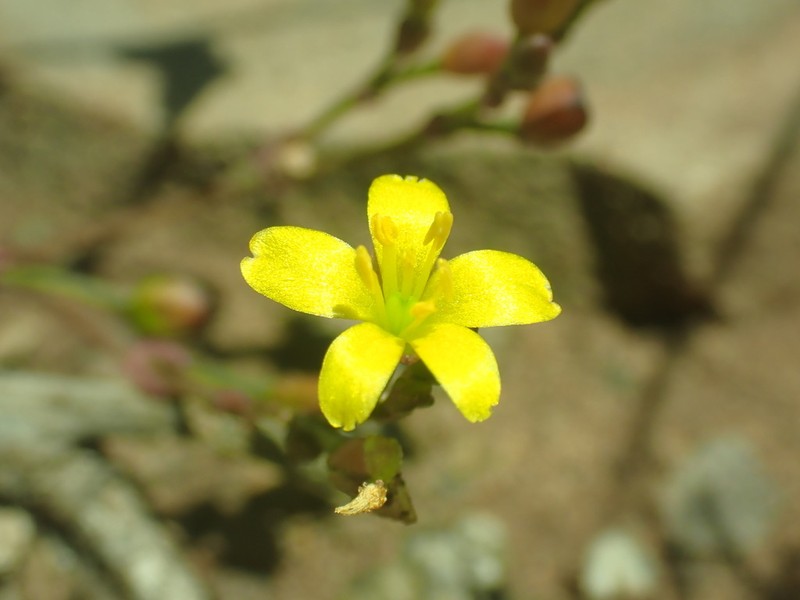 Pinos Altos Fameflower photo 2