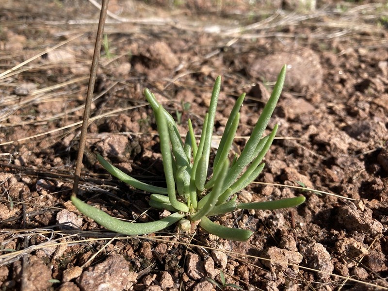 Pinos Altos Fameflower photo 3
