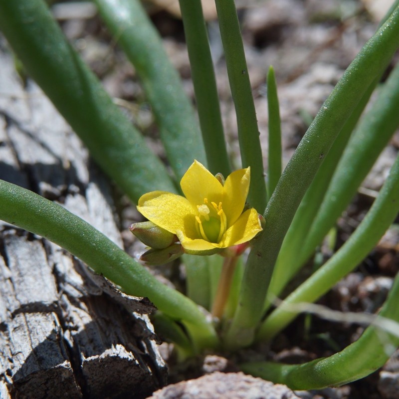 Pinos Altos Fameflower photo 4