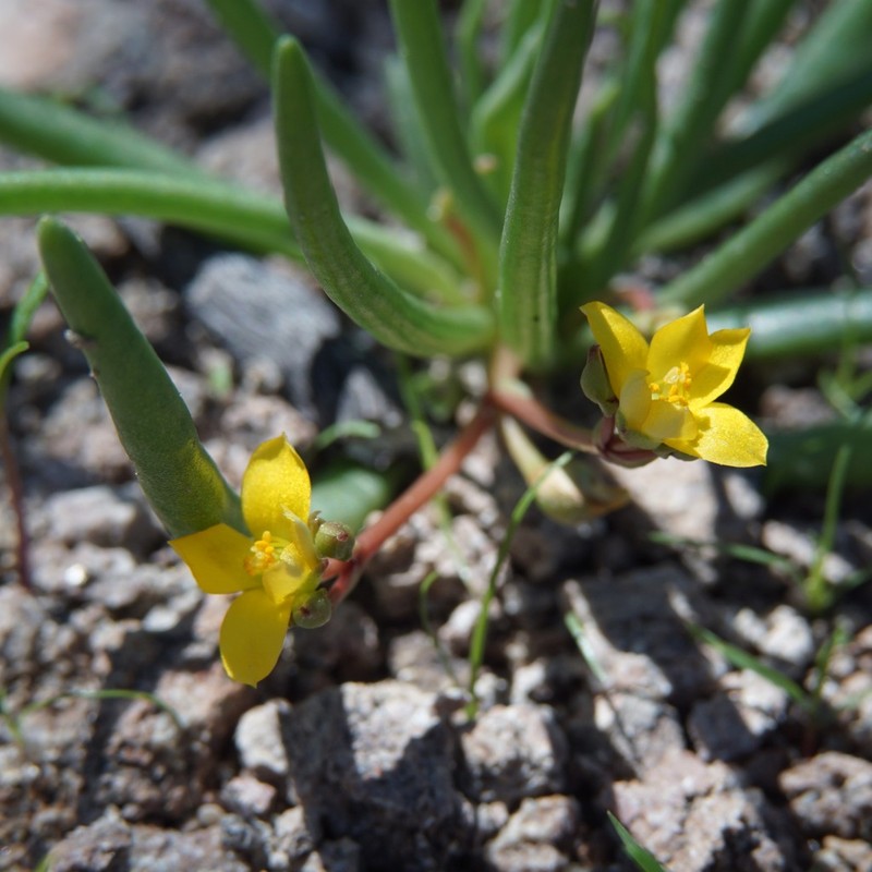Pinos Altos Fameflower photo 5