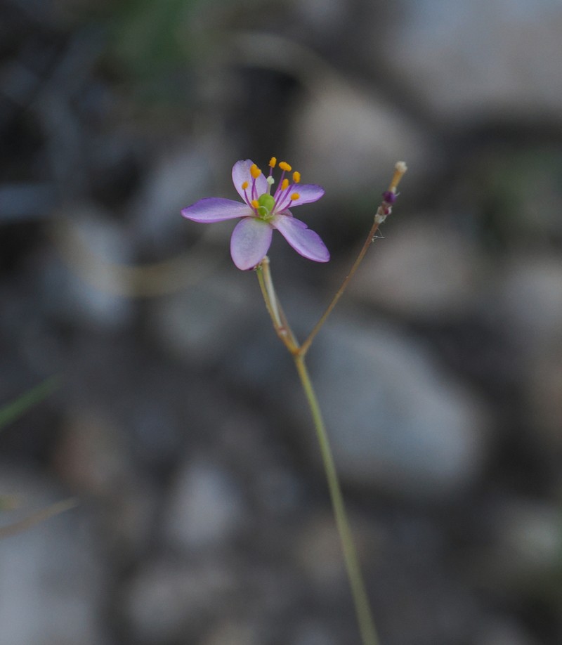 Pink Fameflower