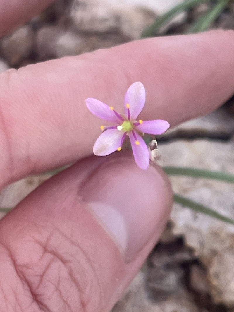 Pink Fameflower photo 5