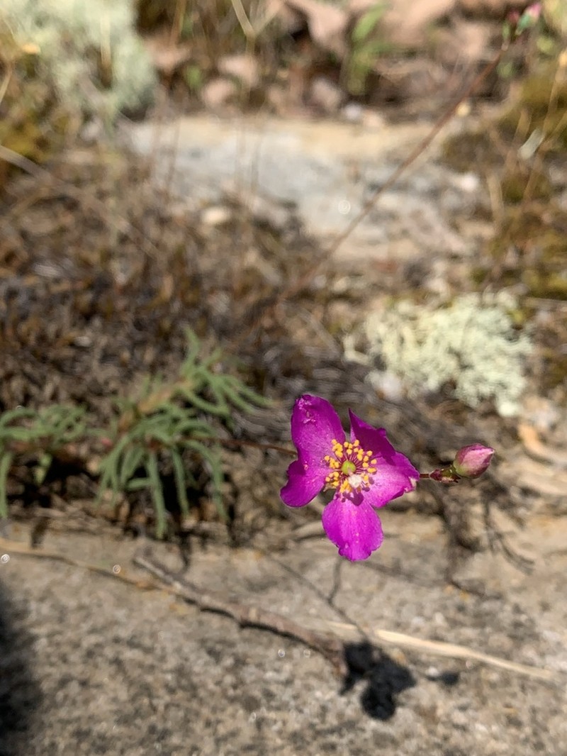 Menges' Fameflower