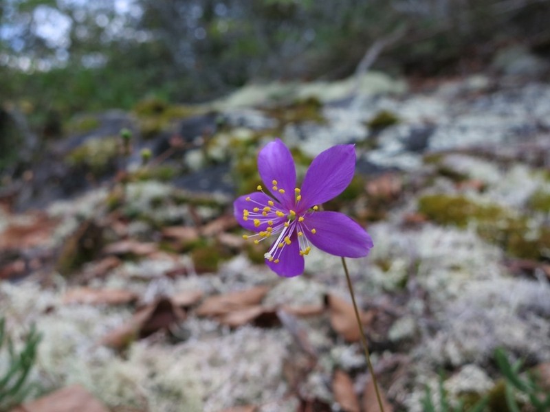 Menges' Fameflower photo 2