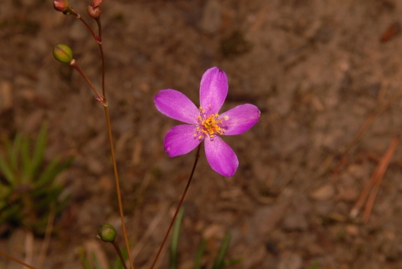 Menges' Fameflower photo 3