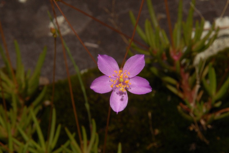 Menges' Fameflower photo 5
