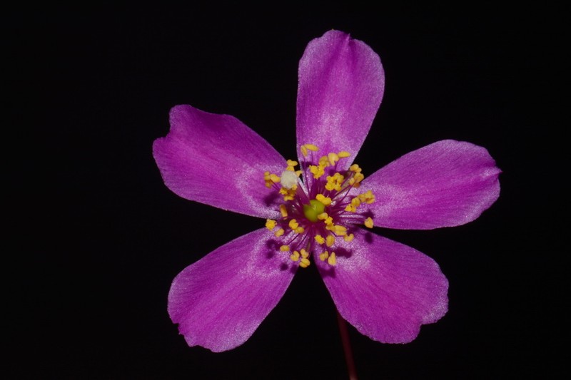 Menges' Fameflower photo 6