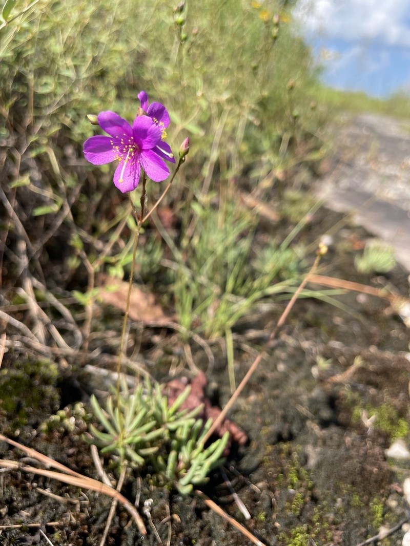 Menges' Fameflower photo 7