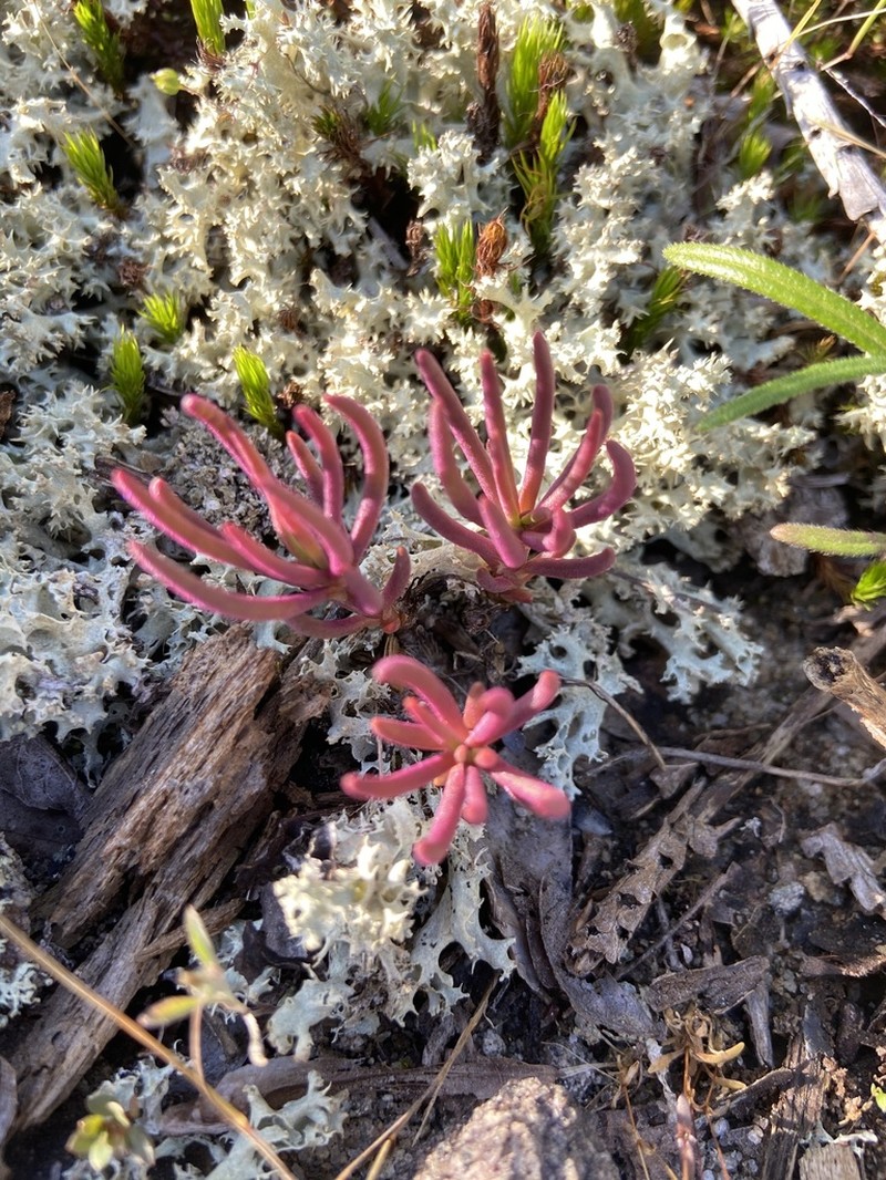 Menges' Fameflower photo 8