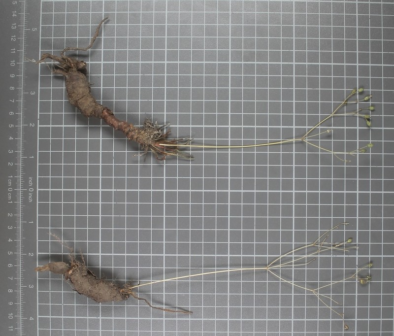 Phemeranthus palmeri