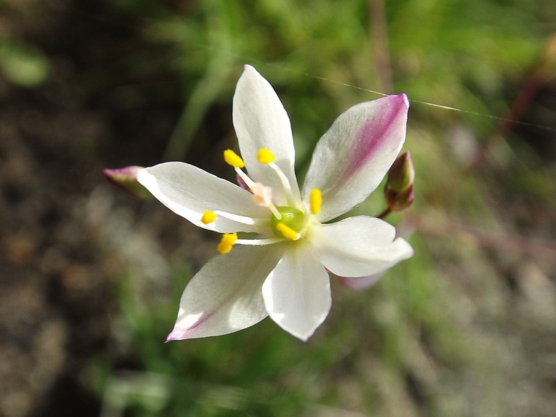 Phemeranthus palmeri photo 2