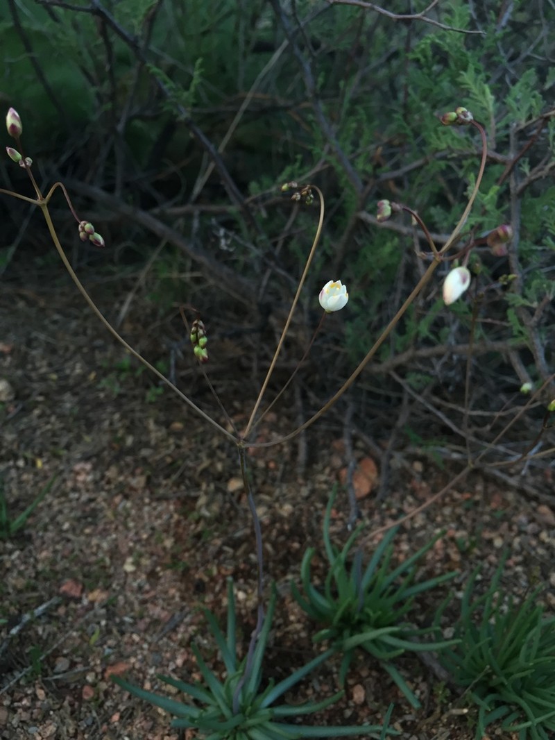 Phemeranthus palmeri photo 3