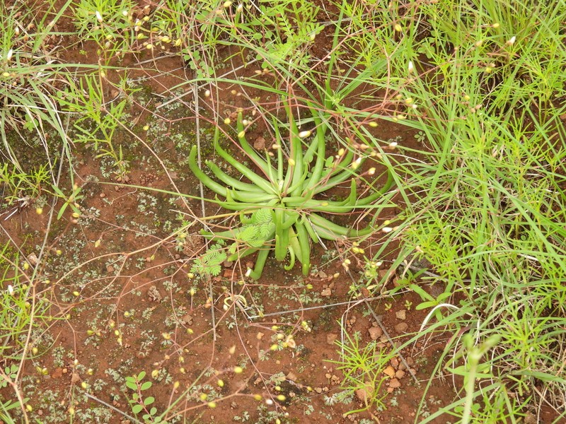 Phemeranthus palmeri photo 4