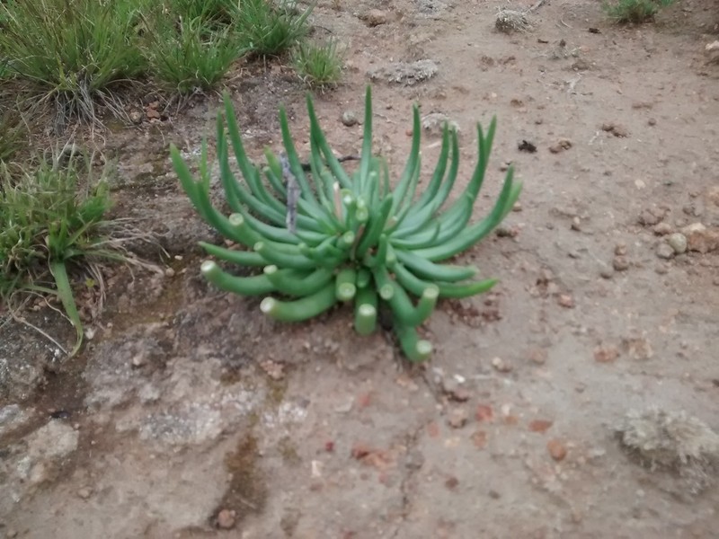Phemeranthus palmeri photo 6