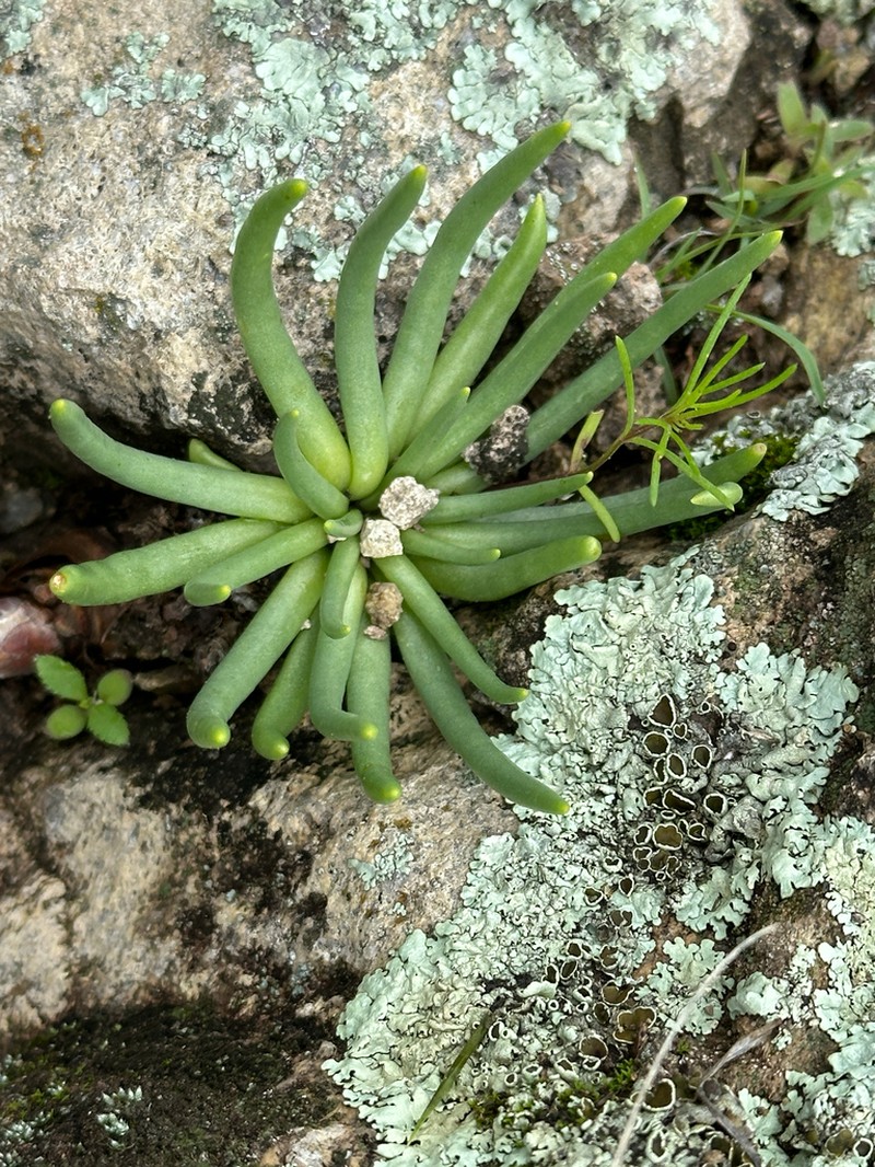Phemeranthus palmeri photo 7